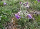 anémones gite en alsace