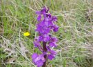 orchidée gite en alsace