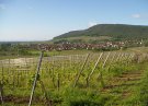 vignes gite en alsace